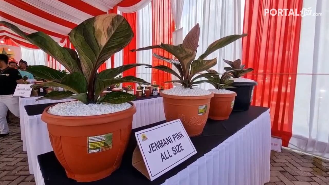 Ratusan Bunga Anthurium dikonteskan, Ada yang Terjual 45 juta