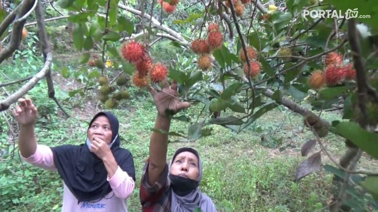 Wisata Murah, Petik Rambutan Makan Sepuasnya