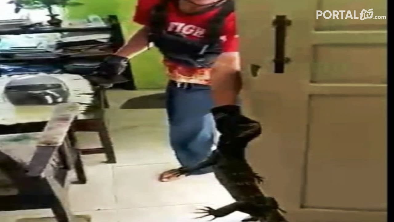 Sembunyi di Dalam Lemari, Damkar Tuban Tangkap Biawak Sepanjang 1 Meter