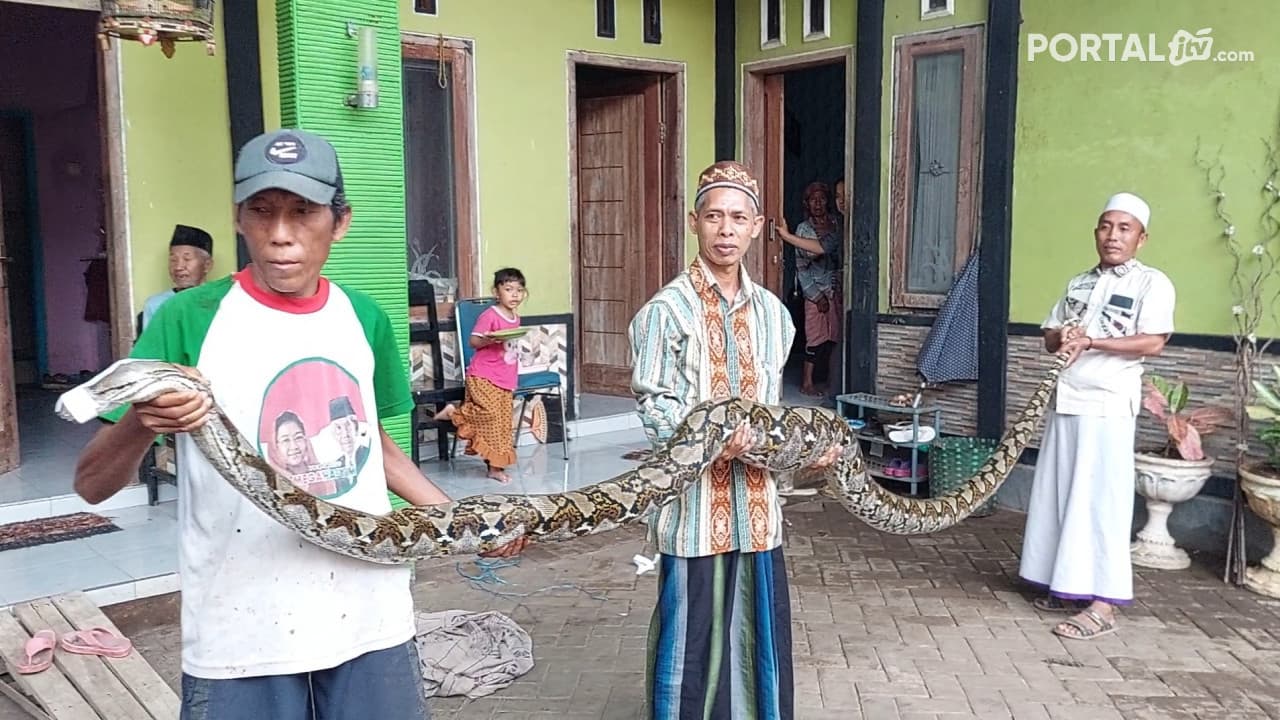 Ular Piton Sepanjang 4,5 Meter Ditangkap Warga