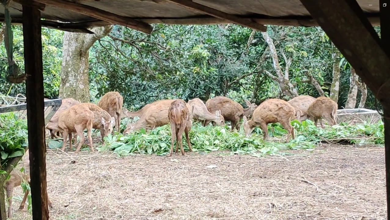 Dana Perawatan Terbatas, Puluhan Rusa Bawean di Penangkaran Mati