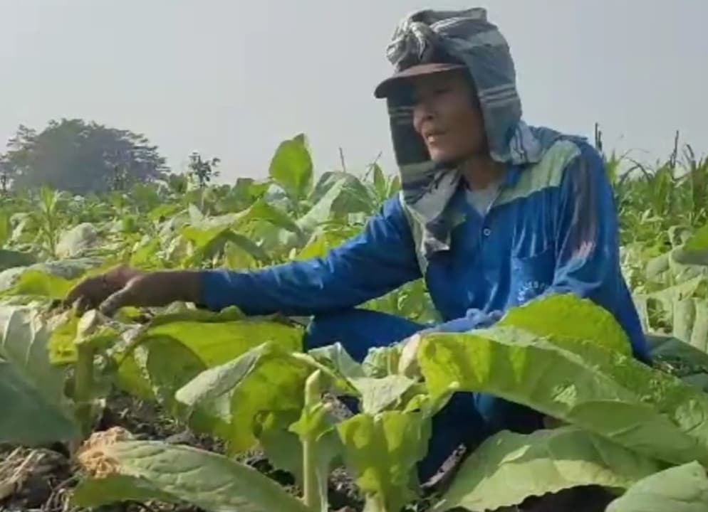 500 Batang Tembakau Milik Petani Probolinggo Ditebang Orang Tidak Dikenal