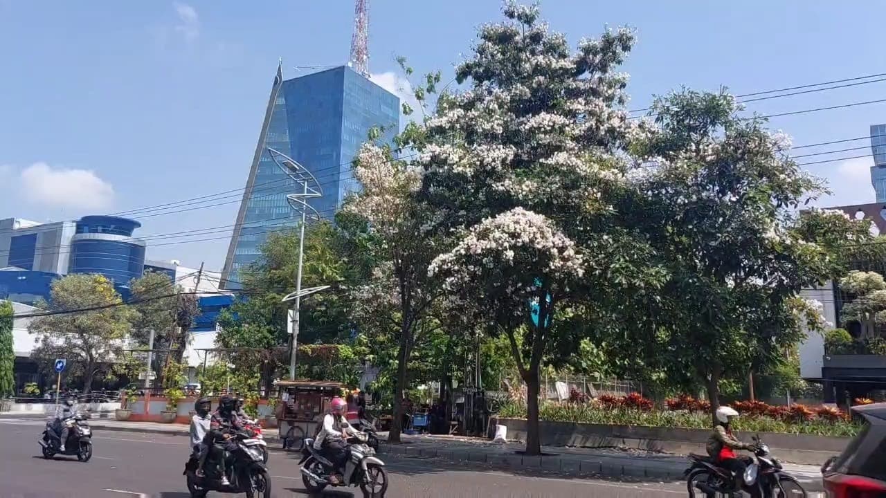 Cantiknya, Bunga Tabebuya Bermekaran di Surabaya