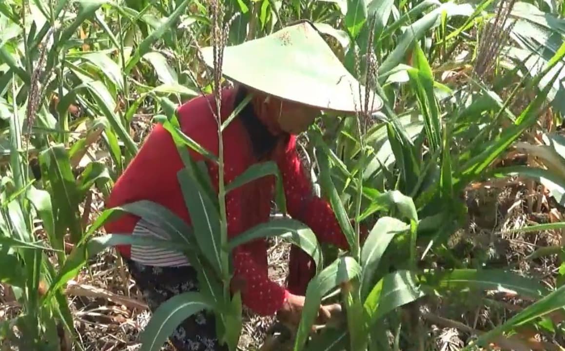 Hama Tikus dan Kekeringan, Petani Jagung di Tuban Gagal Panen