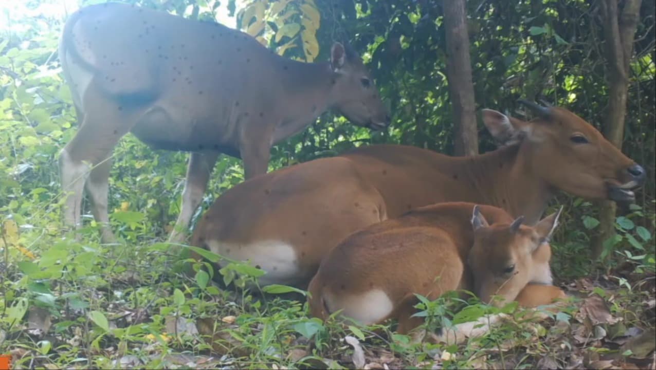 Populasi Banteng Taman Nasional Meru Betiri Terus Bertambah