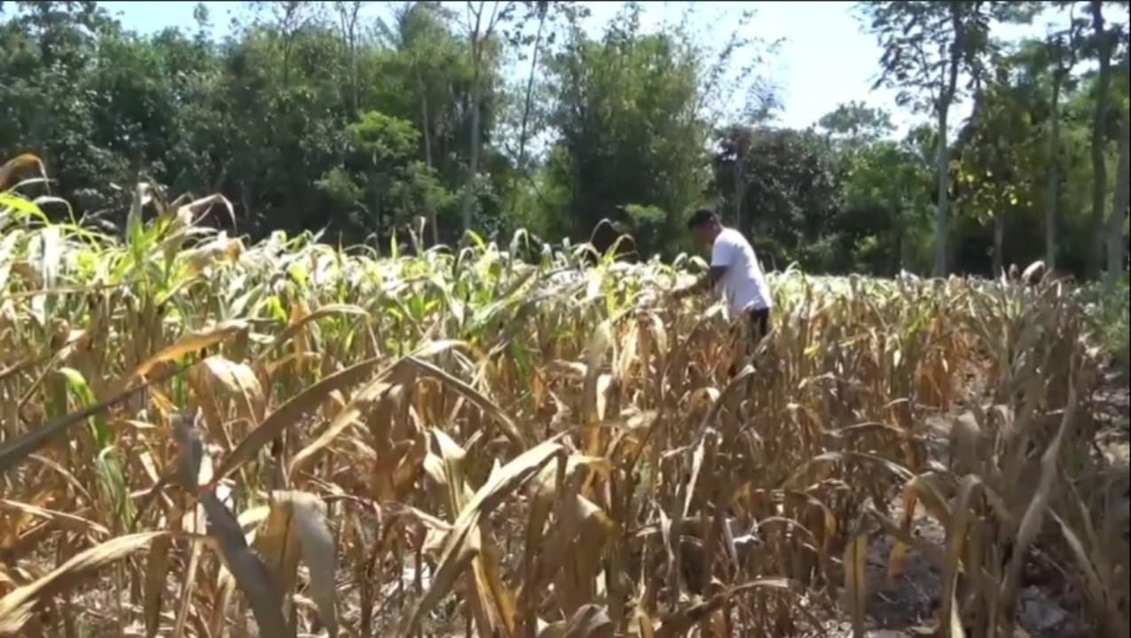 Dilanda Kekeringan, 80 Hektar Tanaman Jagung dan Cabai Mengering dan Mati