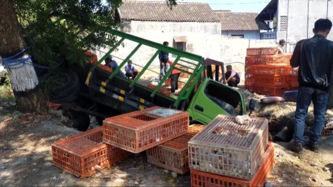 Sopir Ngantuk, Truk Muat Ayam Nyungsep ke Selokan di Magetan