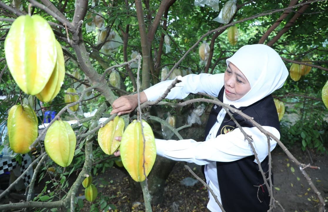 Gubernur Khofifah Kunjungi Agrowisata Petik Buah Belimbing Karangsari di Kota Blitar