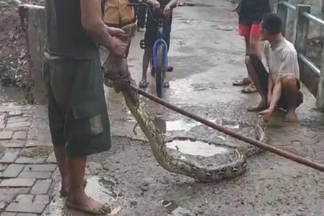 Warga Tangkap Ular Sanca di Sungai Karangbangkal Pasuruan