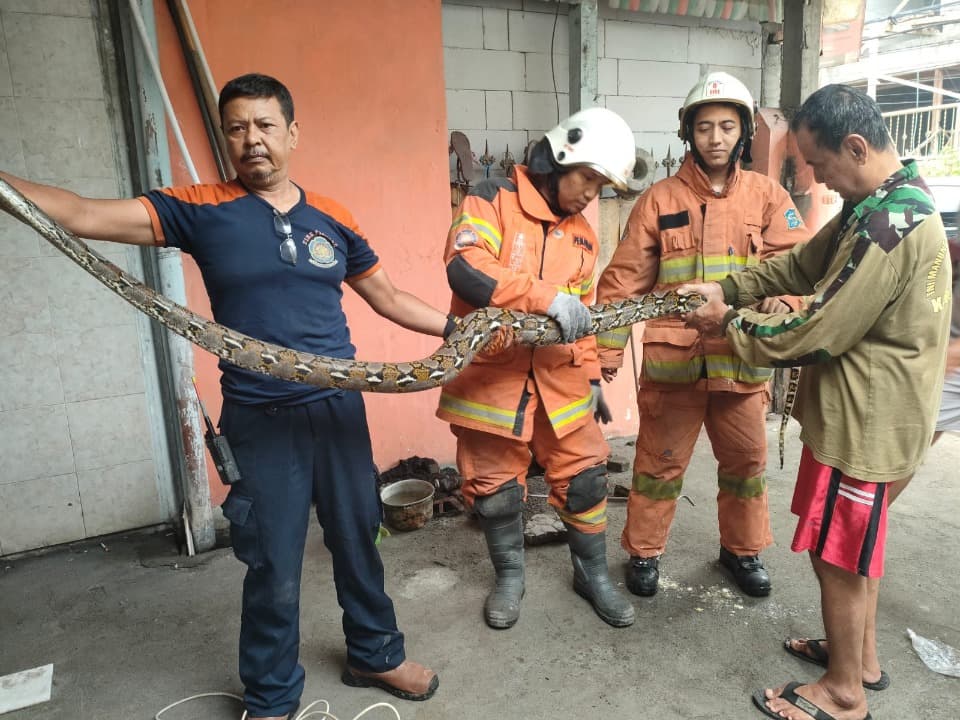 Ular Sanca Sembunyi di Saluran Air Rumah Warga Semampir Tengah