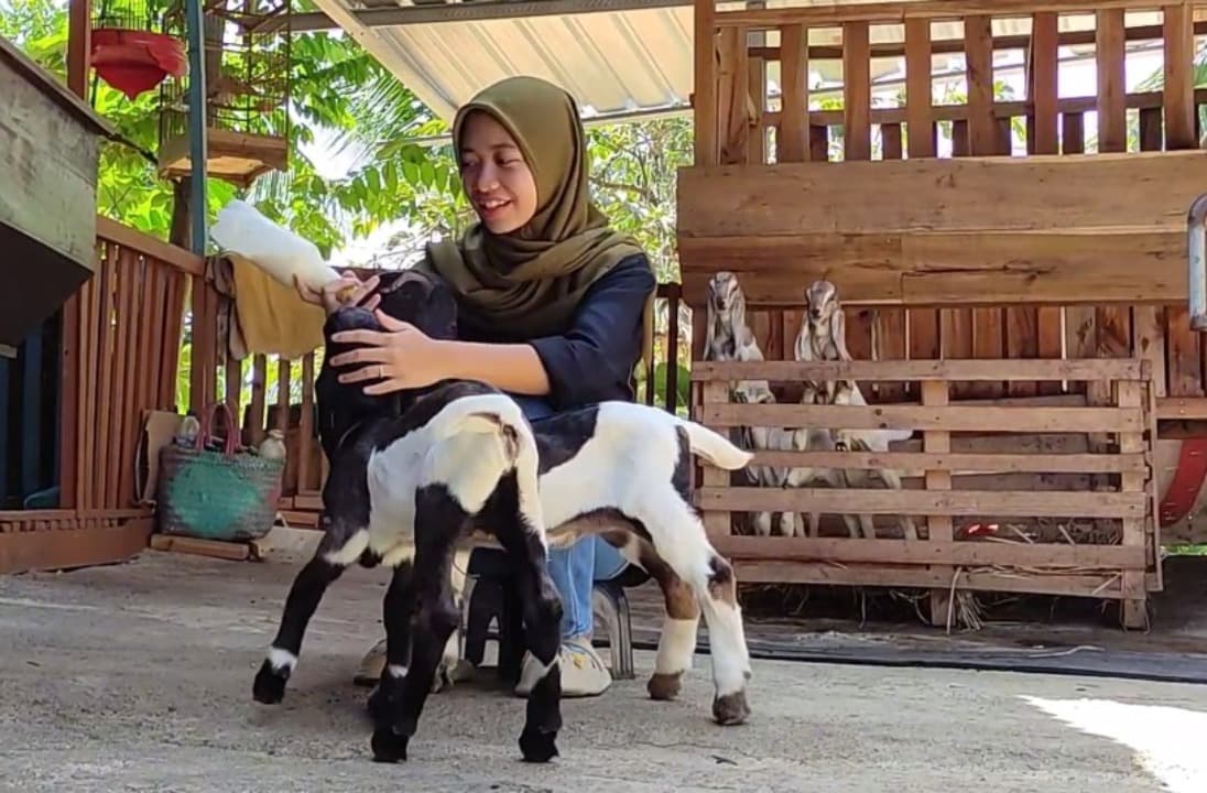 Kisah Shelly, Gadis 19 Tahun yang Jadi Juragan Kambing