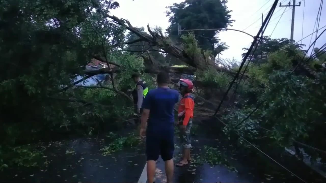 Pohon Besar Tumbang, Jalur Selatan Sempat Macet