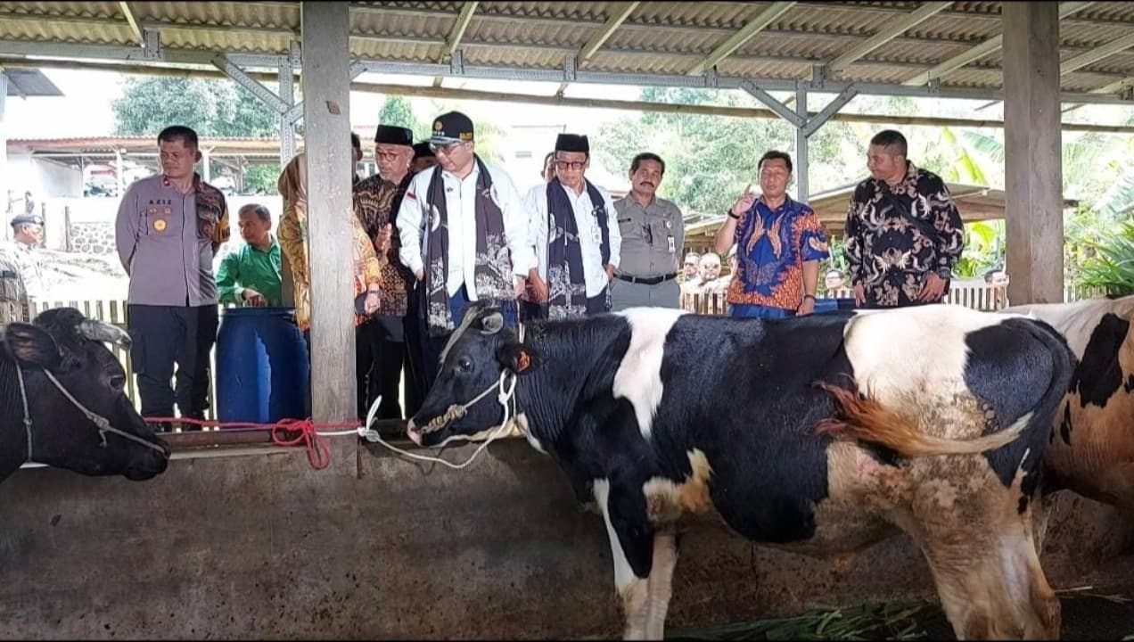 Wamentan Harap Peternak di Pasuruan Libatkan KUD untuk Tingkatkan Populasi Sapi Perah