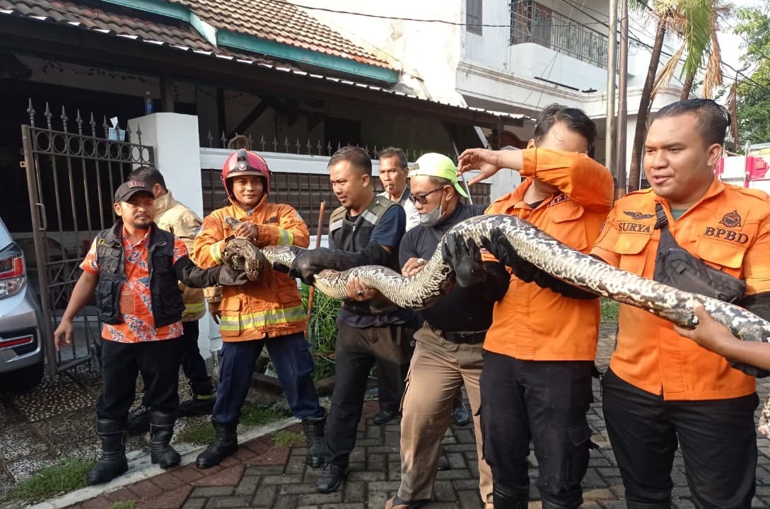 Sembunyi di Gorong-gorong, Petugas Tangkap Ular Piton Sepanjang 5 Meter