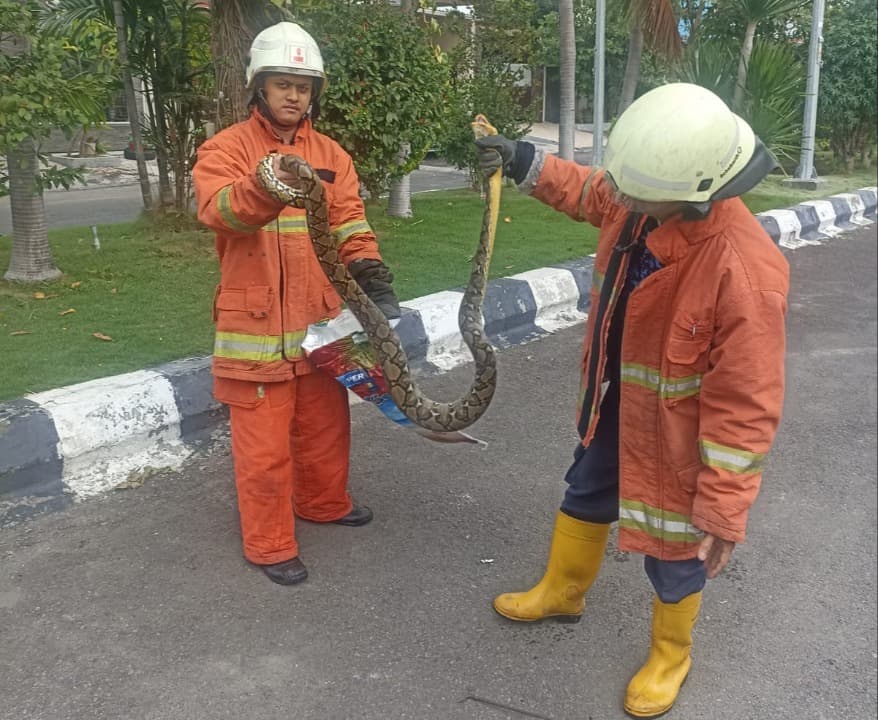 Usai Makan Kucing, Ular Piton Sembunyi di Pipa Saluran Air