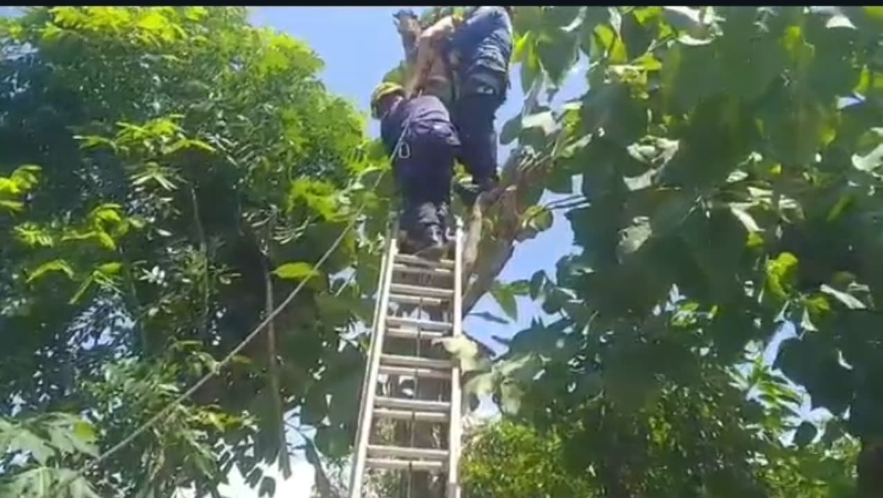 Warga Bojonegoro Tewas di Atas Pohon Jati Usai Tersengat Listrik Bertegangan Tinggi