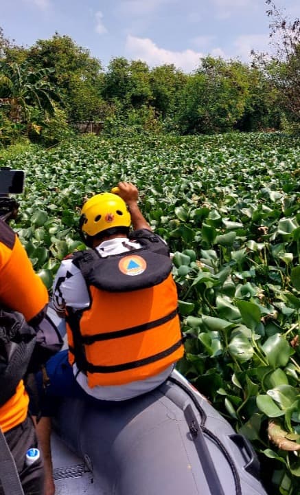 BBWS Brantas Nyatakan Penanganan Banjir Trosobo Dilakukan Dengan Pembersihan Enceng Gondok