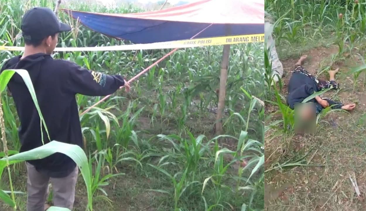 Nyaini Ditemukan Tewas Bersimbah Darah di Ladang Jagung