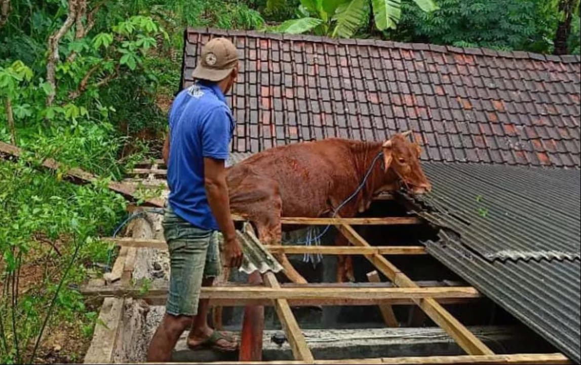Hendak Dipindah ke Kandang, Sapi Kabur Melompat ke Atap Rumah Warga