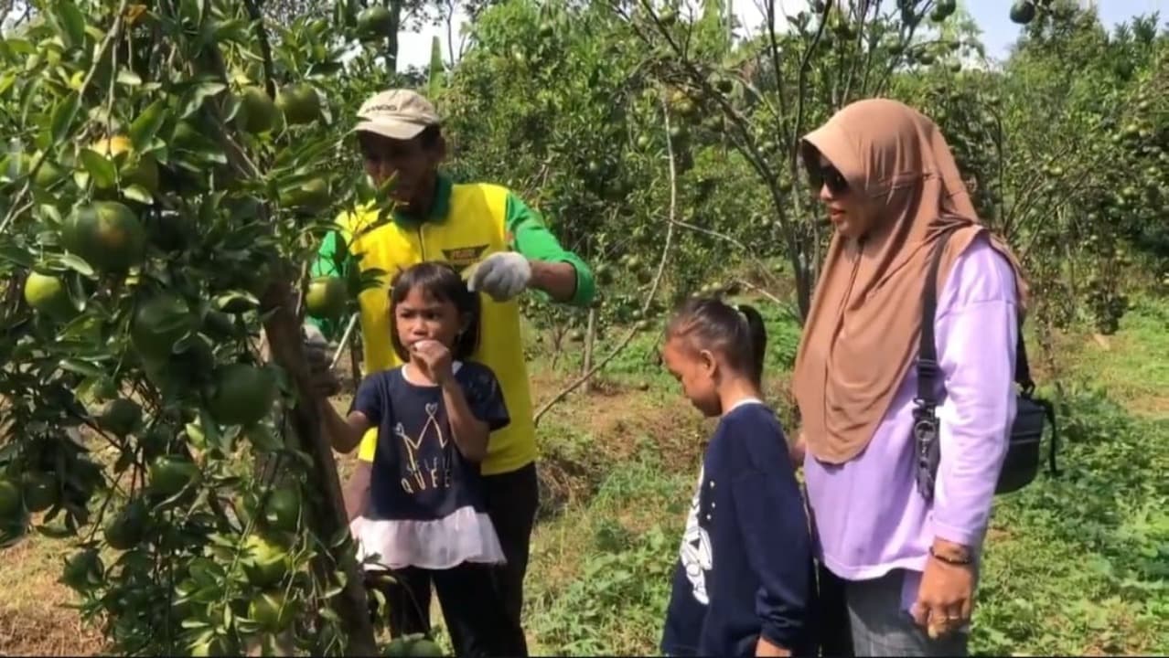 Asyiknya Menikmati Libur Sekolah Sambil Memetik Jeruk Pulung di Ponorogo