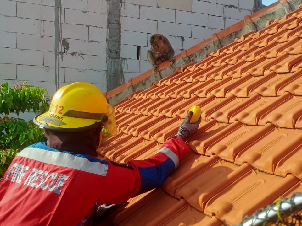 5 Hari Resahkan Warga, Seekor Monyet Berhasil Ditangkap Tim Rescue