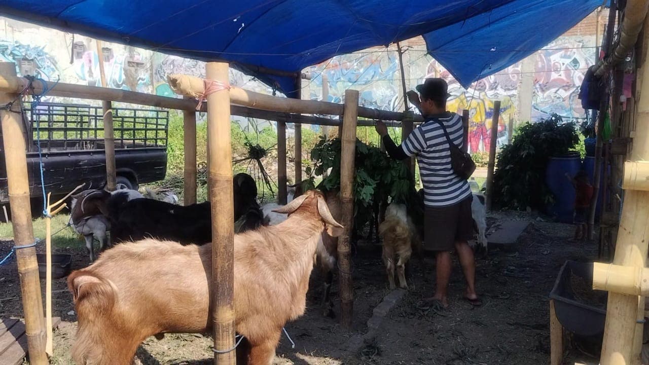 Dampak Pembelian Online, Penjualan Hewan Kurban di Kota Kediri Sepi