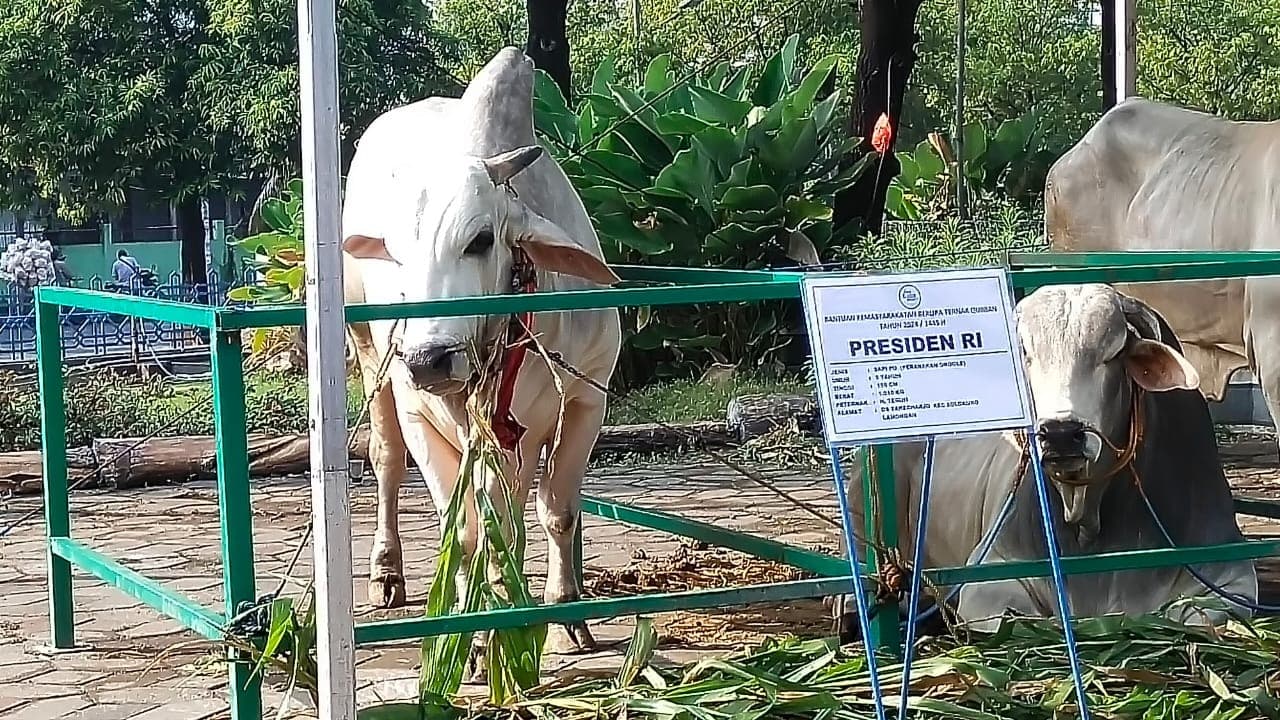 Sapi Benggala Berat 1,1 Ton Presiden Jokowi Tiba di Masjid Agung Surabaya