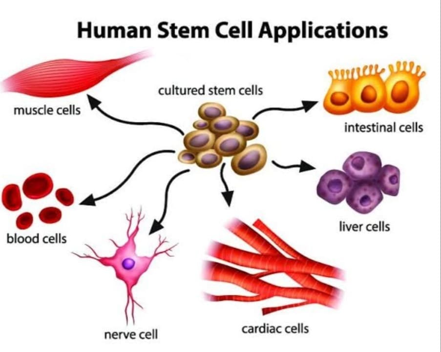 Stem Cell Terobosan Pamungkas Lawan Penyakit?