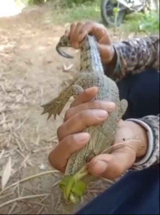 Pemancing Ikan Temukan Anak Buaya di Sungai Ngasinan Trenggalek