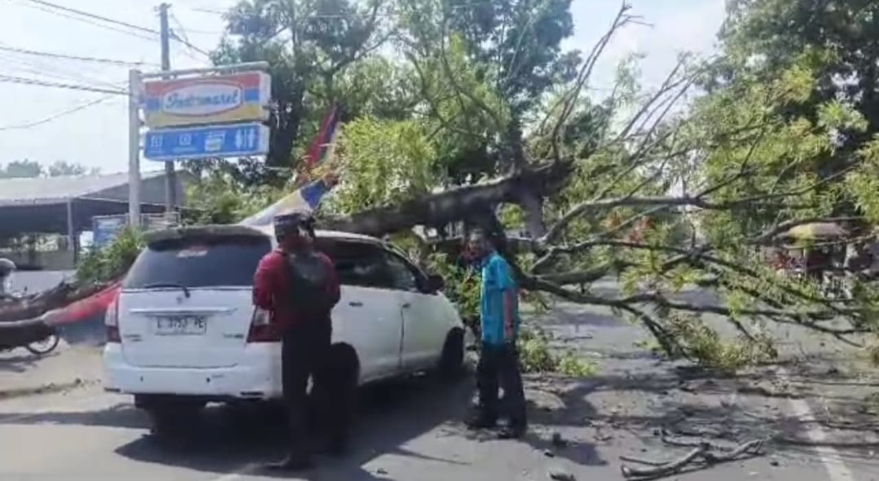 Tak Ada Angin dan Hujan, Pohon Tumbang Timpa Mobil di Mojokerto