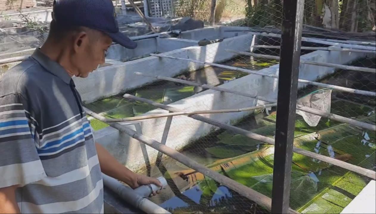 Musim Bediding, Breeding Ikan Cupang Di Kota Kediri Banyak Yang Gagal