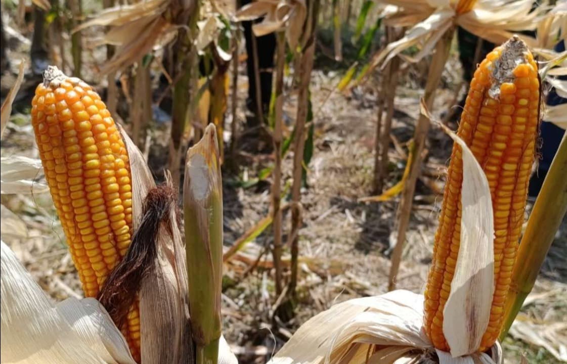 Harga Jagung Anjlok, Petani di Bumi Reog Resah