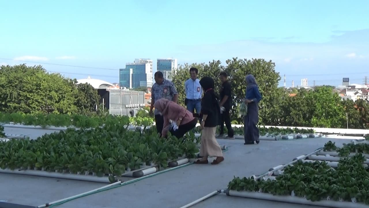 Lahan Sempit, Untag Surabaya Bangun Kebun Hidroponik di Rooftop