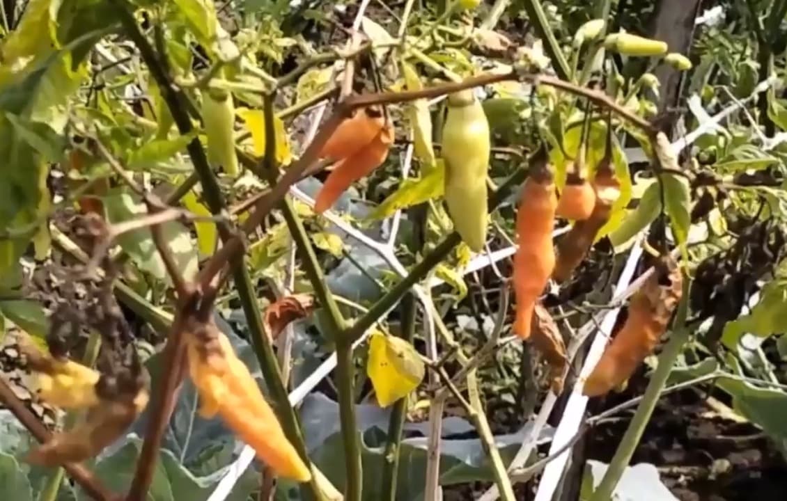 Cuaca Buruk dan Serangan Hama Petani Cabe Pujon Banyak Yang Gagal Panen