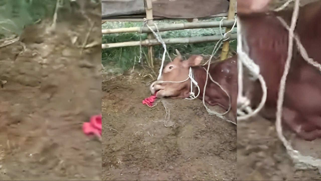 Puluhan Sapi di Kota Batu Mati Mendadak, Diduga Keracunan