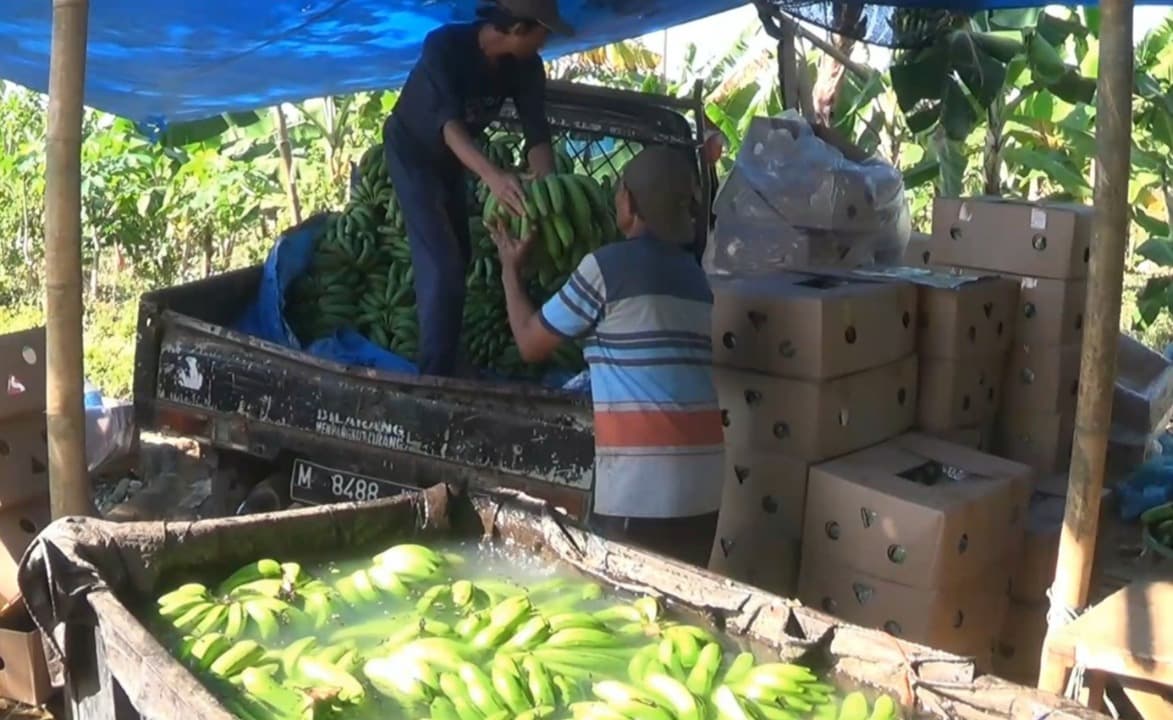 Petani Sumenep Raup Cuan Puluhan Juta Rupiah dari Pisang Cavendis