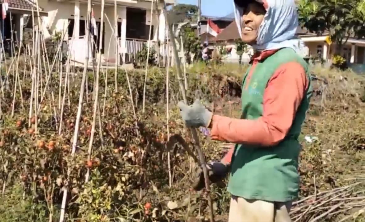 Harga Terus Turun Petani Junrejo Batu Bongkar Tanaman Tomat