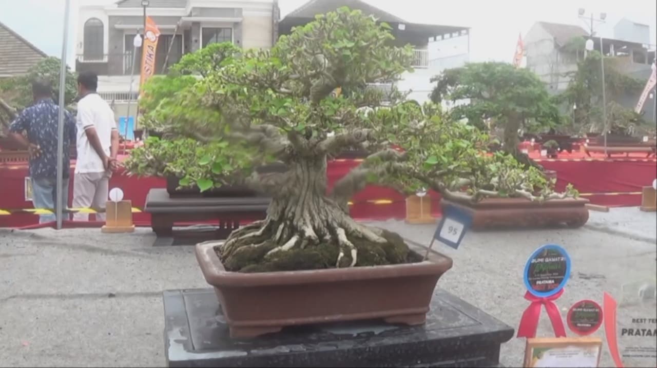 Ratusan Jenis Bonsai, Ikuti Pameran Bonsai Tingkat Nasional Di Tulungagung