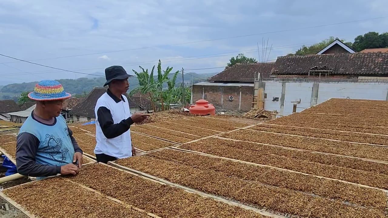 Petani Tembakau Magetan Was-Was Hadapi Musim Penghujan di Tengah Masa Panen