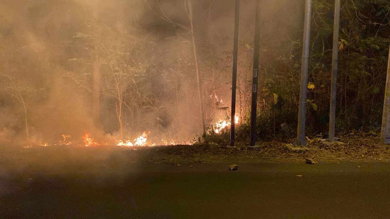 Pohon Jati dan Ilalang di Petak 75D KPH Mojokerto Terbakar