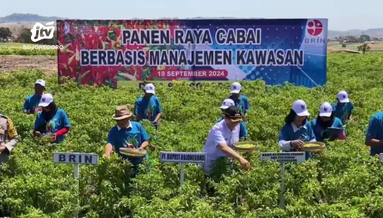 Pj Bupati Bojonegoro Ikuti Panen Raya Cabai Berbasis Manajemen Kawasan