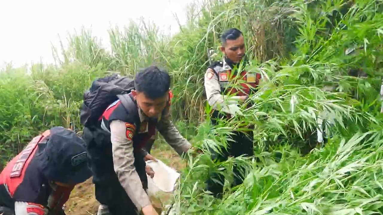 Petugas Gabungan Temukan 16 Ladang Ganja Baru di Hutan Semeru