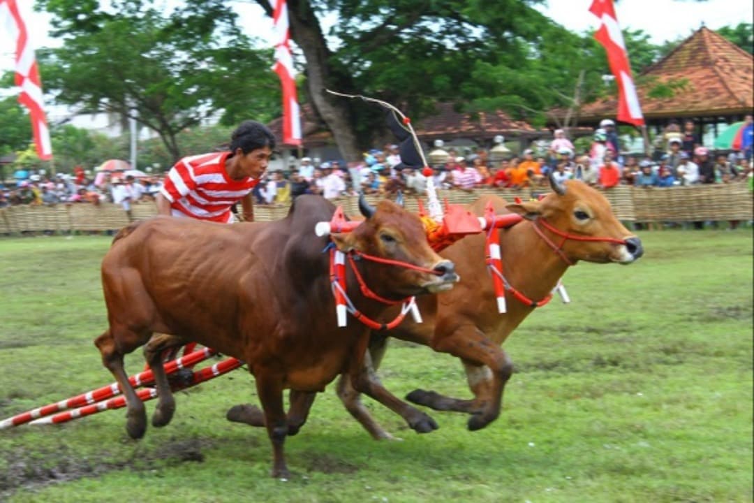 Tradisi Karapan Sapi, Warisan Budaya Kebanggaan Madura yang Tak Lekang oleh Waktu