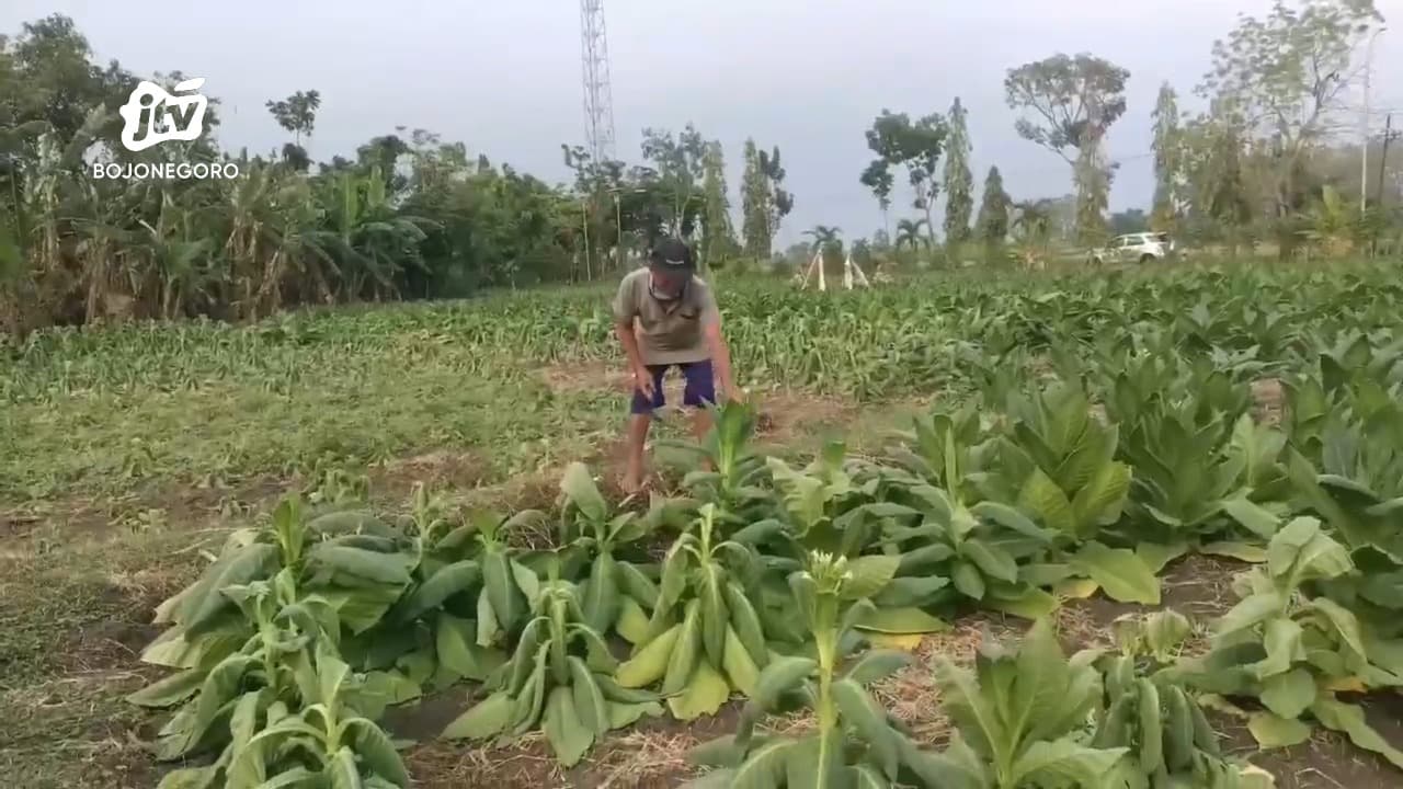 Diguyur Hujan Deras, Belasan Hektare Tembakau di Bojonegoro Mati Layu