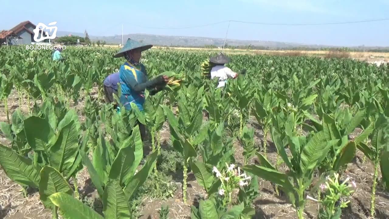 Harga Tembakau Turun, Petani di Tuban Rajang Sendiri Hasil Panen