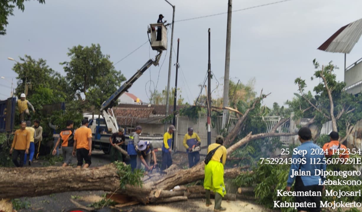 Angin Kencang Terjang Mojokerto, Pohon Tumbang dan Rumah Warga Rusak