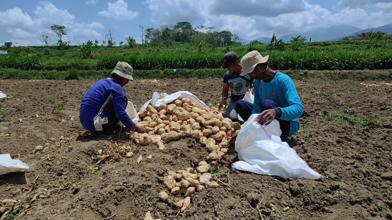 Harga Ubi Jalar Anjlok Drastis, Petani Merugi