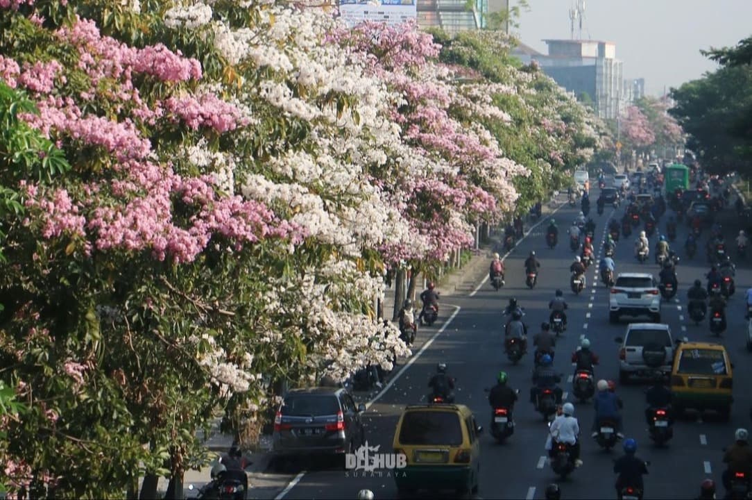 Bunga Tabebuya Kembali Bermekaran di Jalan-jalan Surabaya, Pertanda Musim Hujan Segera Tiba