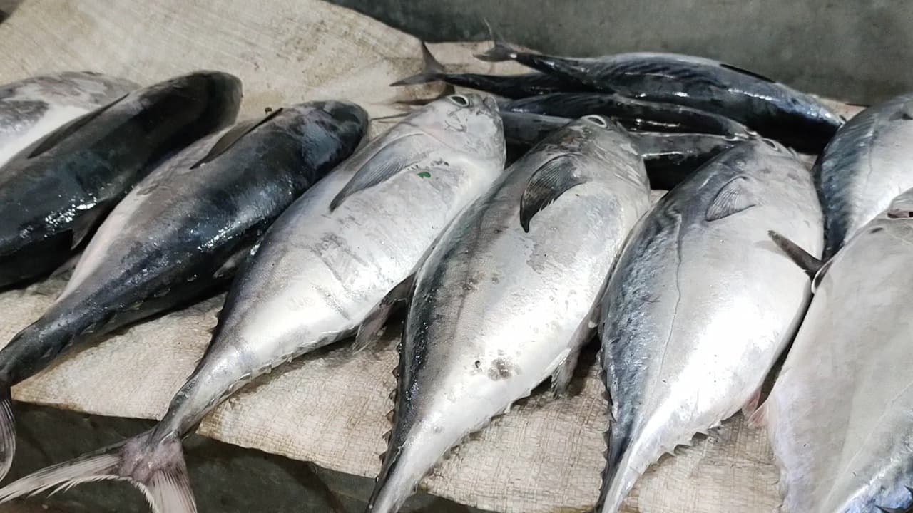 Hasil Tangkapan Melimpah, Harga Ikan di Pulau Bawean Anjlok