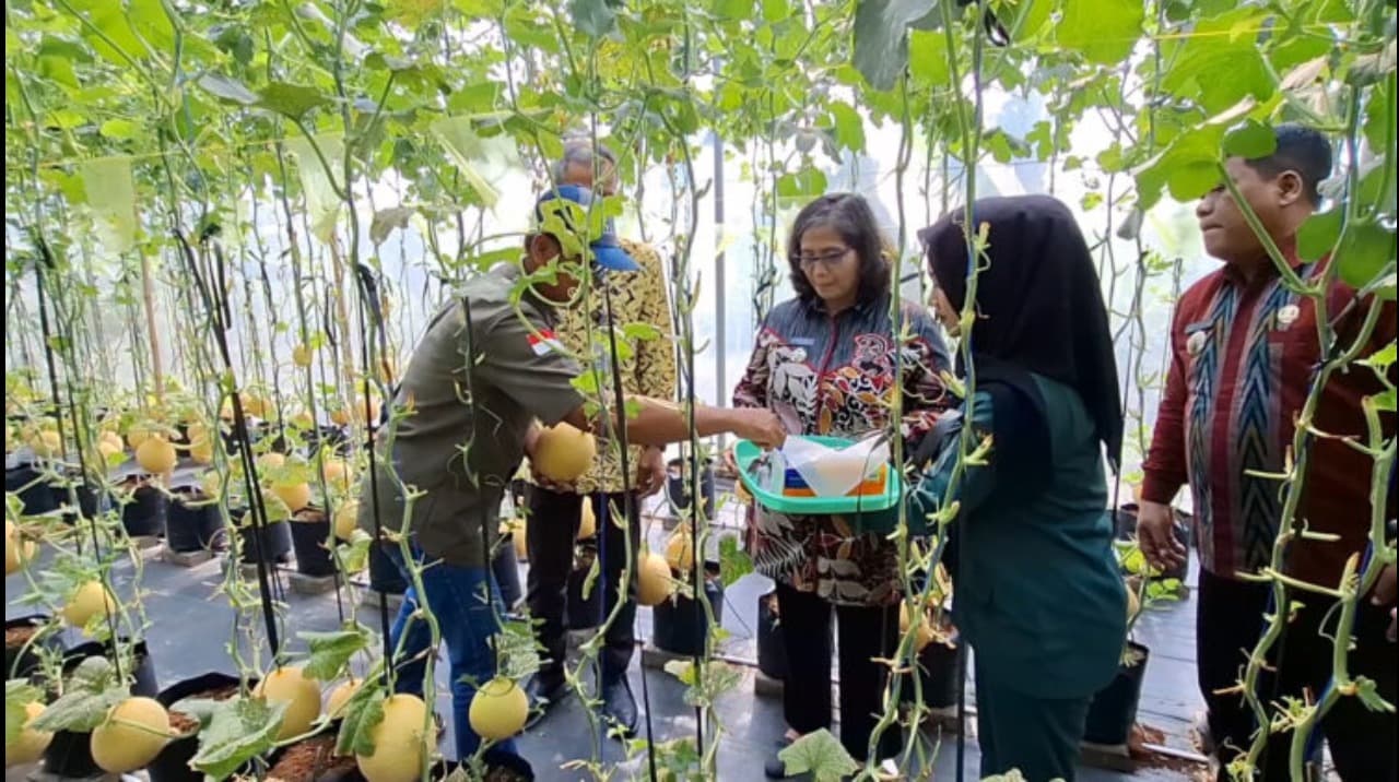 Warga Kota Kediri Manfaatkan Lahan Sempit untuk Budidaya Melon